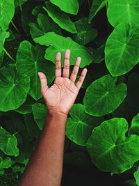 Close-up of hand on plant leaves