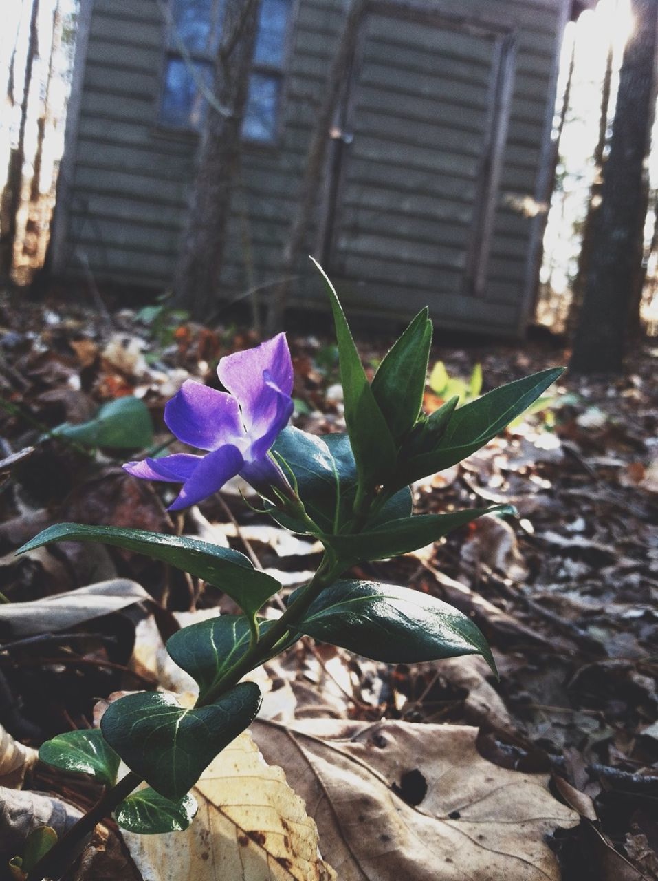 flower, growth, fragility, leaf, freshness, purple, plant, petal, blooming, flower head, nature, close-up, beauty in nature, building exterior, blue, focus on foreground, in bloom, built structure, day, sunlight