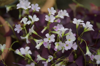 Close-up of white flowering plant