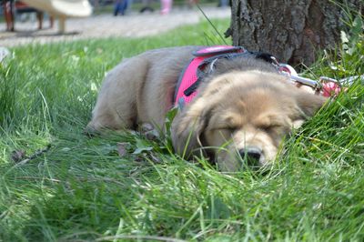 Dog relaxing on grass