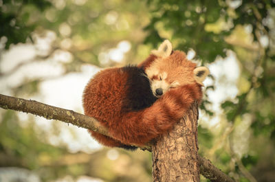 Red panda sleeping on tree