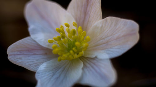 Close-up of white flower against black background