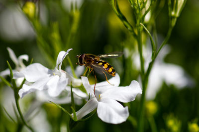 Close-up of hoverfly on white flower