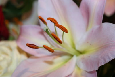 Close-up of pink lily