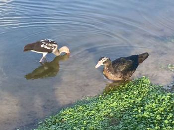 High angle view of ducks swimming in lake