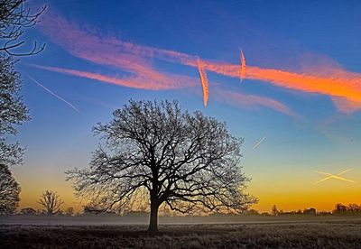 Silhouette tree against sky during sunset