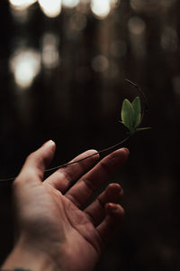 Midsection of man holding plant