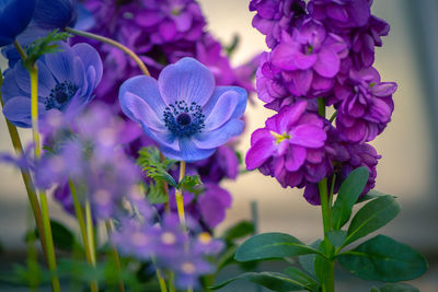 Close-up of purple flowering plants