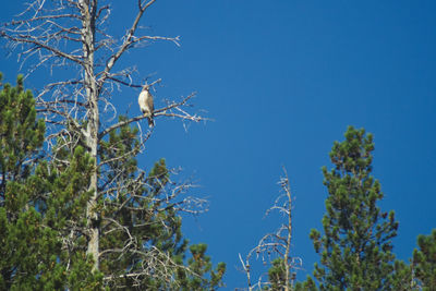 Low angle view of bird perching on tree against sky