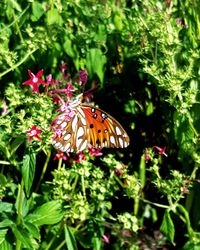 Close-up of butterfly pollinating on flower