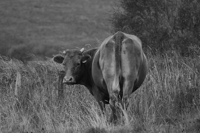 Cow standing in a field