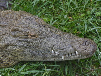 Close-up of crocodile on grass