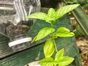 Close-up of plants against blurred background