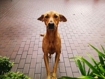 Portrait of dog standing outdoors