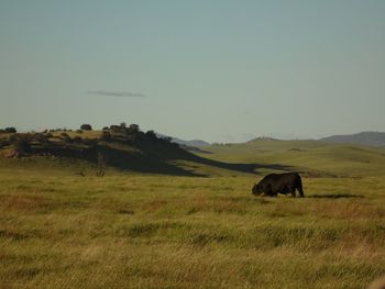 Cow grazing on field against clear sky