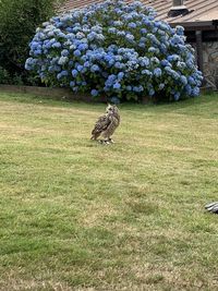 Bird perching on a field