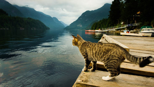 Cat standing at lake against mountains