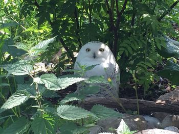 Bird perching on a tree