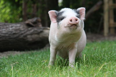 Close-up of pig on grassy field