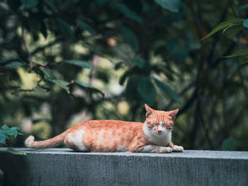 Portrait of cat