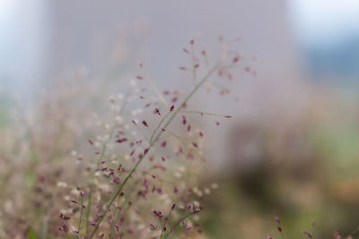 Close-up of plant