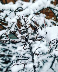 Close-up of frozen tree