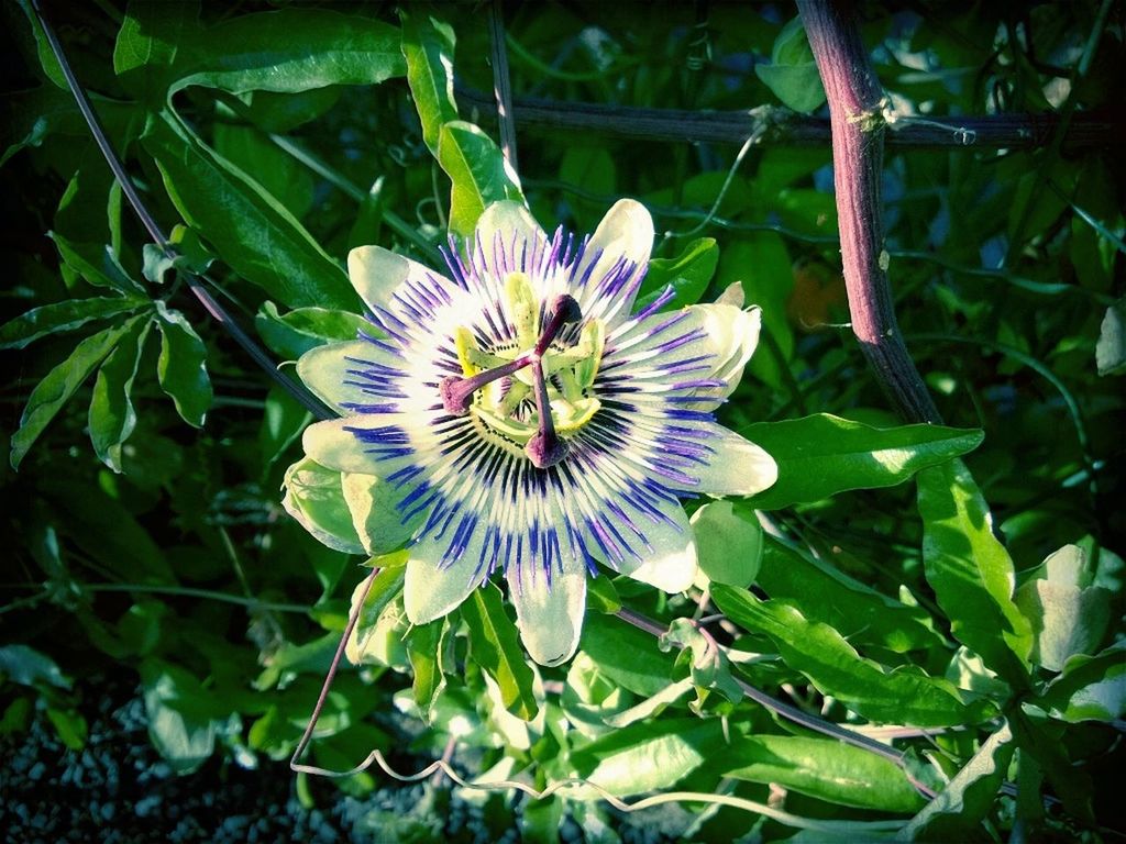 flower, freshness, petal, fragility, growth, flower head, purple, beauty in nature, blooming, single flower, plant, nature, leaf, close-up, pollen, in bloom, high angle view, green color, focus on foreground, park - man made space