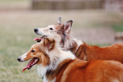 Shetland sheepdogs on field