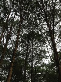 Low angle view of trees in forest against sky