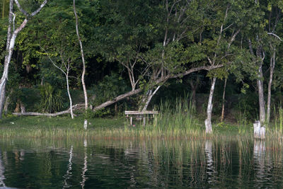 Scenic view of lake in forest