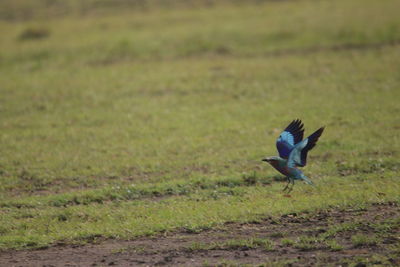 Bird flying over field