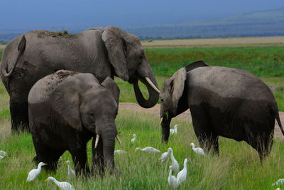 Elephants standing by egrets on grassy field
