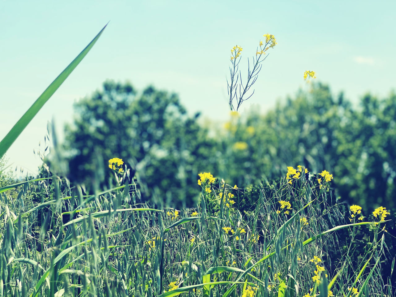 YELLOW FLOWERING PLANT ON FIELD