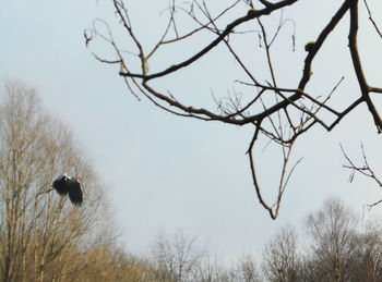 Low angle view of bare trees against sky