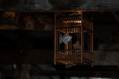 Close-up of bird in cage