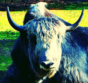 Close-up portrait of cow