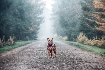 Dog running on road in forest