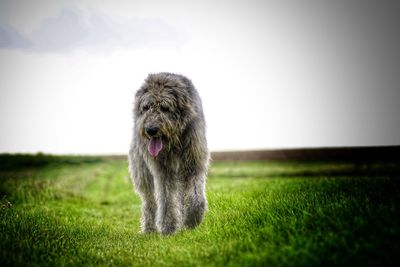 Dog on field against sky