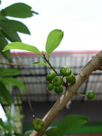 Close-up of fruit growing on tree against sky