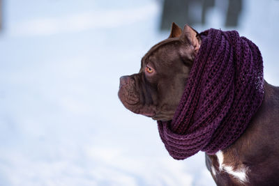 American bully breed puppy in winter forest dressed in scarf