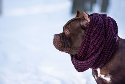 Close-up of dog looking away