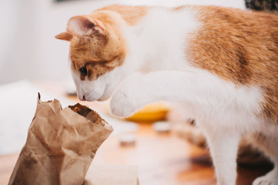 Close-up of cat looking into paper bag