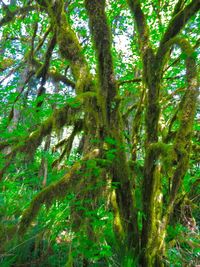 Low angle view of trees in forest