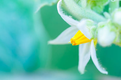 Close-up of yellow flower against blurred background