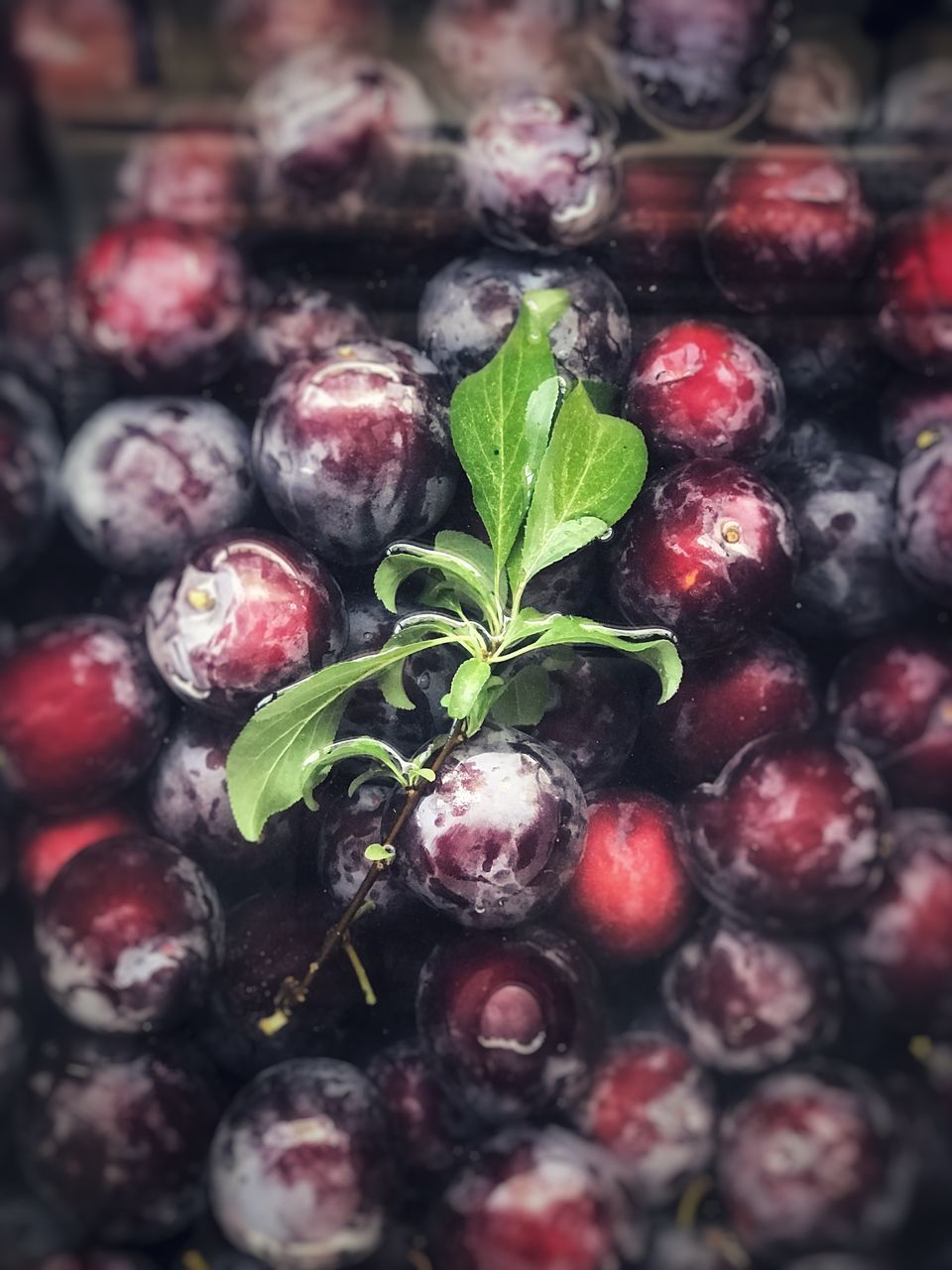 FULL FRAME SHOT OF FRESH FRUITS