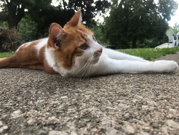 Close-up of cat lying down