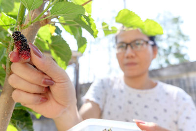 Woman plucking mulberry from bush in yard