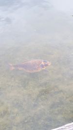 High angle view of fish swimming in sea