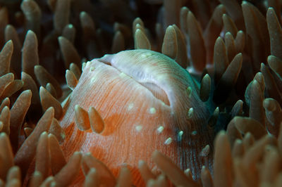 Close-up of coral in sea