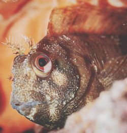 Close-up of fish underwater